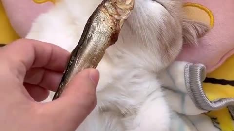 Cute kitty smelling fish