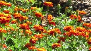Monarchs and Marigolds