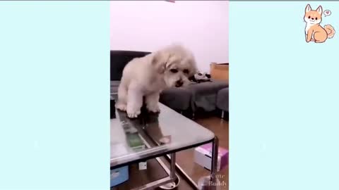 Funniest 🐶 Dogs - Try Not To Laugh 🤣 - Funny Pet Animals- Funny And Cute Kitten Cat Dog Puppies