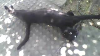Black cat continues to draw attention, he is cute and affectionate! [Nature & Animals]