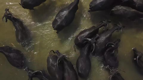 Asian Water Buffalos Taking a Bath in the Lake