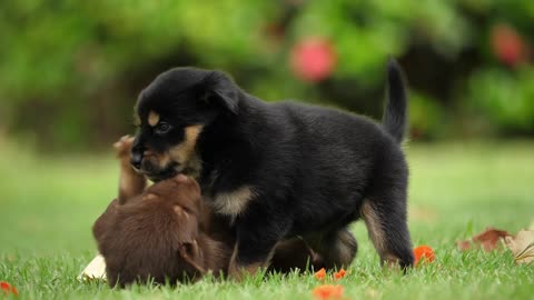 cute Puppy baby dog playing in the green park, pet lovers