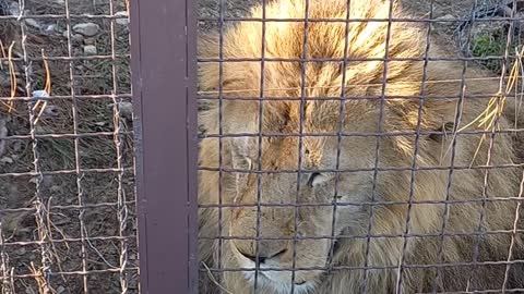 Angry King Lion