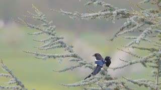 Elster, Birds, Tree