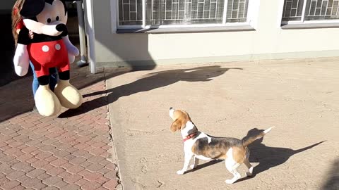 Curious dog meets Mickey Mouse for the first time