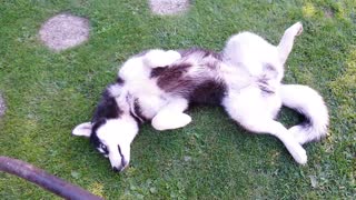 Goofy husky can't stop chasing her own tail