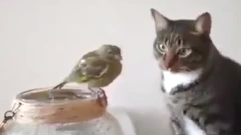 Don't be afraid of the bird, don't be afraid if I touch you gently!!