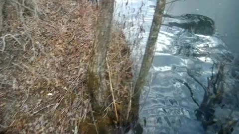 2023 BEAVER TRAPPING