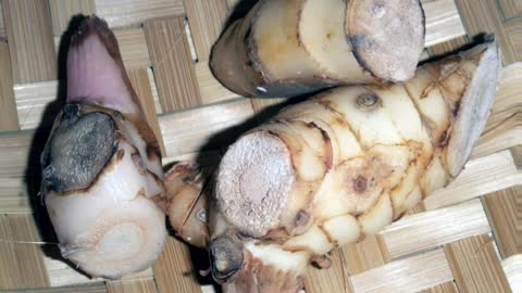 galangal ( alpinia galanga ) serve para náuseas e enjoos