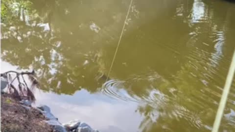 Black drum lagoon fishing