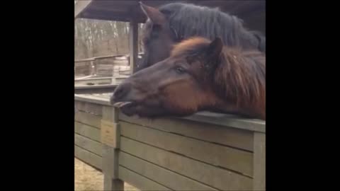 Funny talking horse – Bjoern