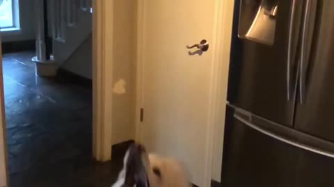 Poodle catches food in kitchen