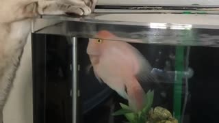 Brave Fish Defends Home From Nosy Cat