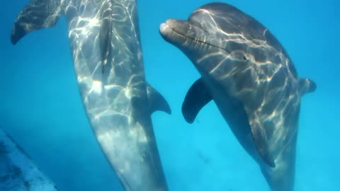 Dolphins are playing underwater