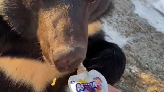 Bear eats baby food