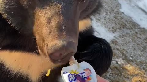 Bear eats baby food