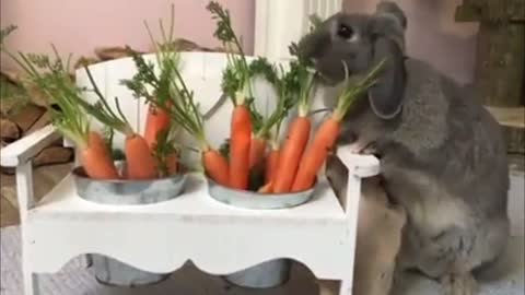 2 Rabbits Eat Carrots in The Dining Area