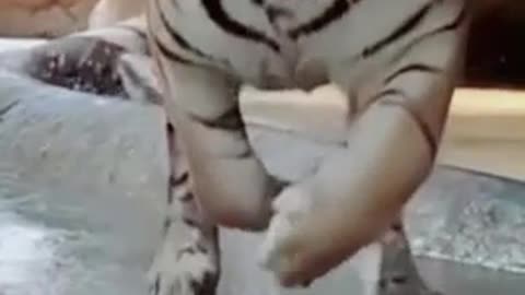 3D tiger running