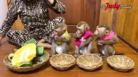 Monkey Eat Jackfruit Speciality