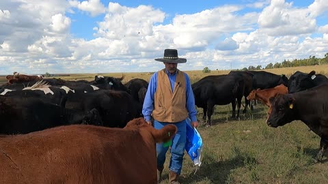 Loos from the Hip Sept 21, 2021 cows create healthy planet and human immune system