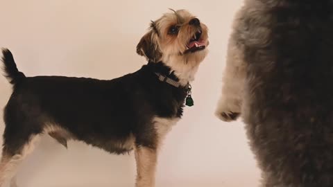 two dogs playing around