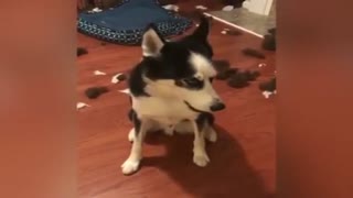 Funny HUSKY ★ HUSKIES ARE TOO CUTE! [Funny Pets]