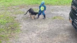 Puppy pulls boy by his tail.