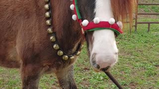 Gypsy Colt Quiggly Playing in the Round Pen