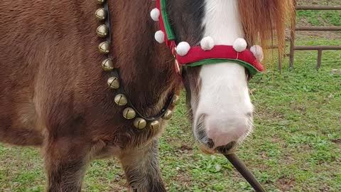 Gypsy Colt Quiggly Playing in the Round Pen