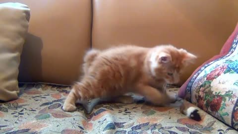 this one loves to play alone - cute kitty