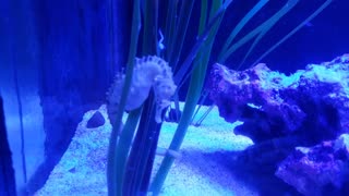 Pot Bollied Seahorse - hippocampus abdominalis