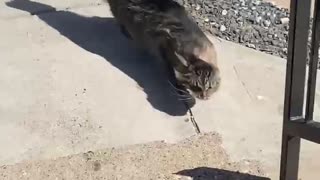 Cat Encounters 26 MPH Winds