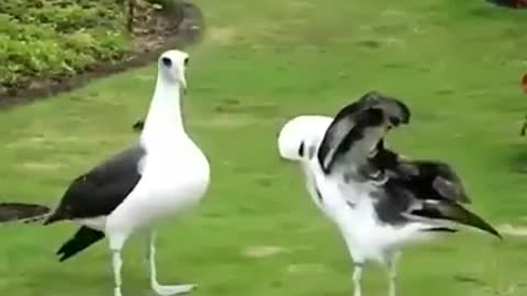 Funny Birds