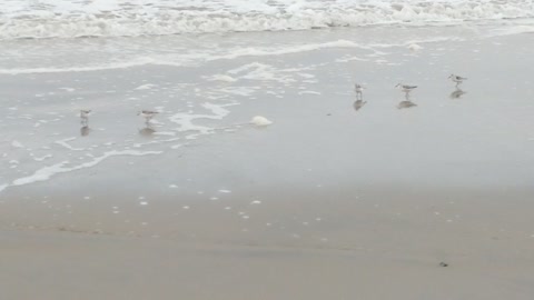 Sandpipers On Beach
