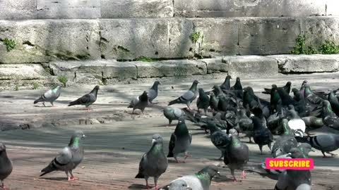 Beautiful Pigeon Feeds time.
