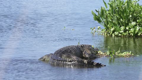 alligators in a lake