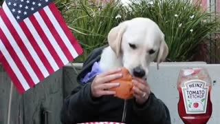 "Human" dog chows down on juicy hamburger