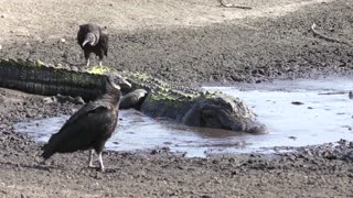 Alligator eating fish in the drying up pond