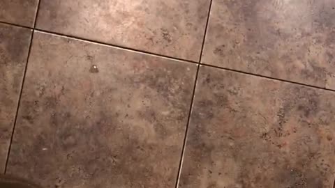 cockatoo floor shark