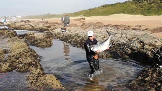 Man Releases Giant Trevally Fish