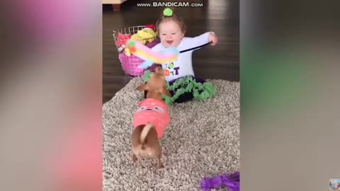 Cute Dogs and Babies are Friends - Dogs Baby sitting Babies Video