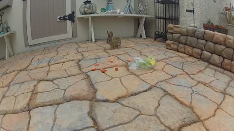 Liz's Bunny Rabbit