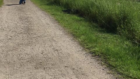 Alligator Walks Across Path