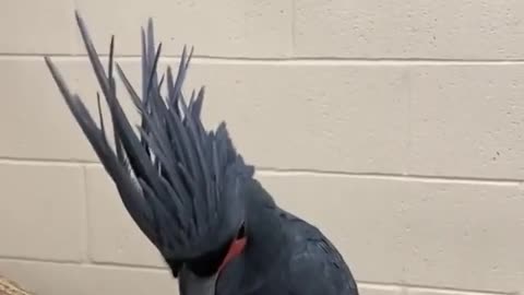 Lucille is a Palm Cockatoo and loves music 🖤🥰😍