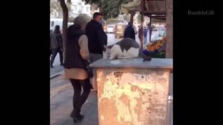 Waggish Cat Tripping Passing Strangers