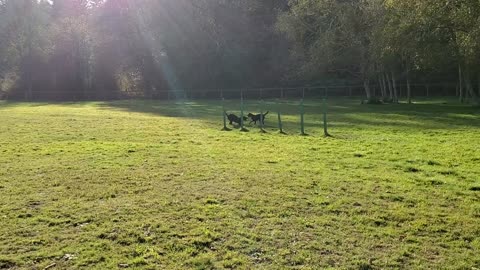 Rocky and Rosie play time