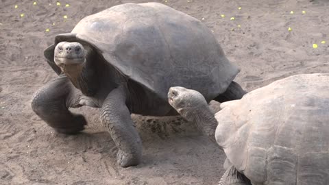 Galapagos tortoise fighting on the ground