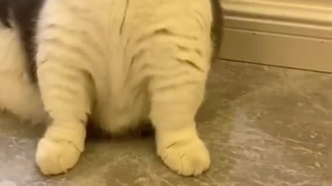 Cute cat playing with the owner