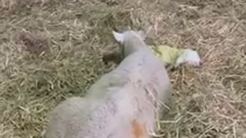 SHEEP GIVING BIRTH WITH A SIMPLE HELPING HAND