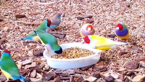 Stunning Lady Gouldian Finches feeding birds